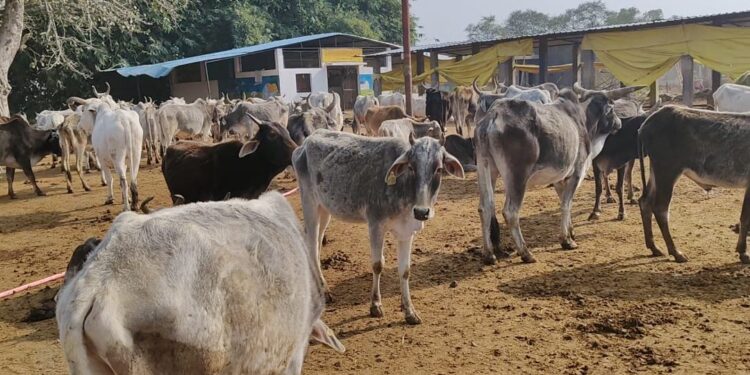 महुआ ब्लॉक की पैगंबरपुर और बड़ोखर बुजुर्ग गौशाला में में अव्यवस्थाओं एवं प्रधानों की उपेक्षा के चलते गौवंशों की दयनीय स्थिति उजागर